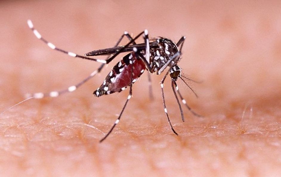 Mosquito Facts & Characteristics